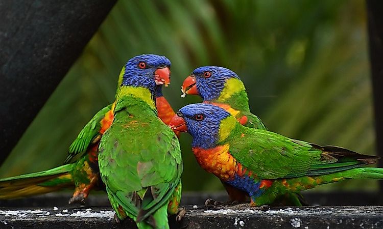 Most Colorful Birds From Around The World
