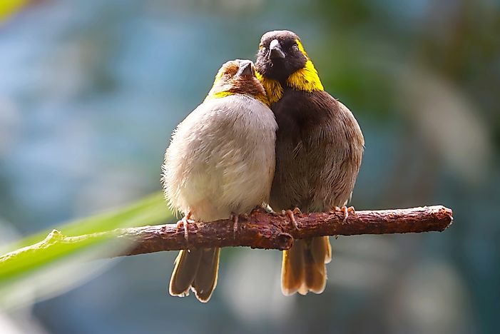 #7 Cuban Finch