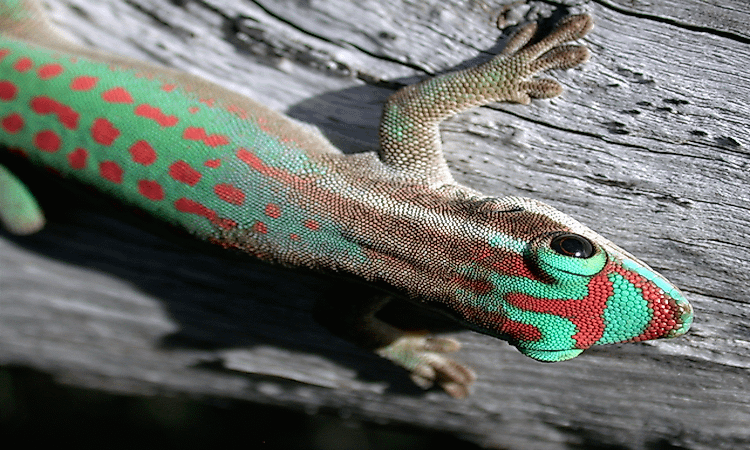 #3 Endemism And Evolution -