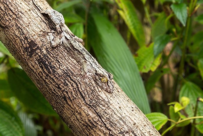 The leaf-tailed gecko uses mimicry to blend in with its surroundings.