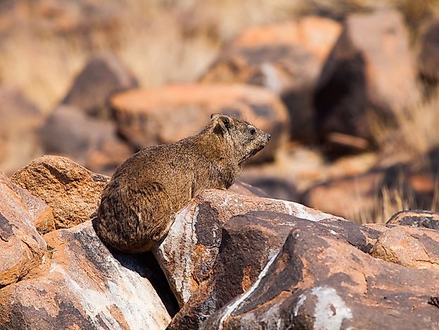 10 Animals Native to Egypt