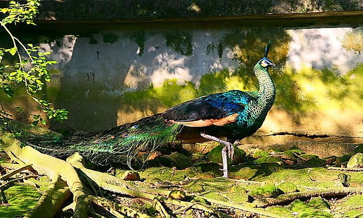 #3 Green Peafowl -