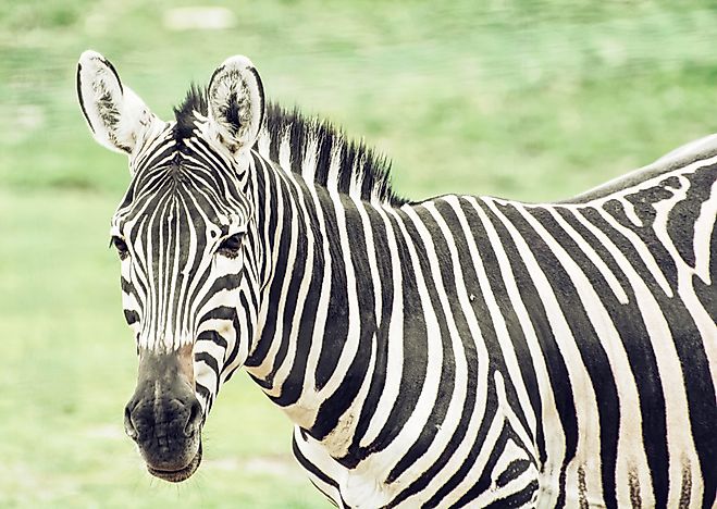 Hartmann's mountain zebra. Hartmann's mountain zebra.