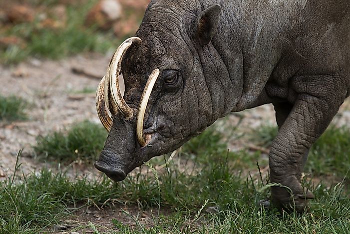 #3 Babirusa