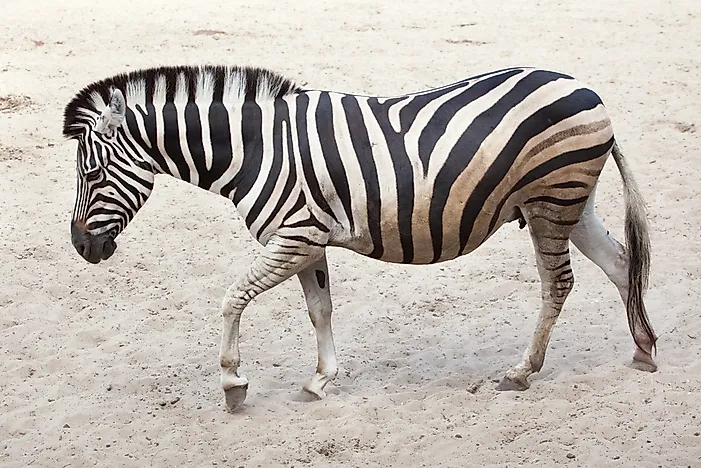A Chapman's zebra. A Chapman's zebra.