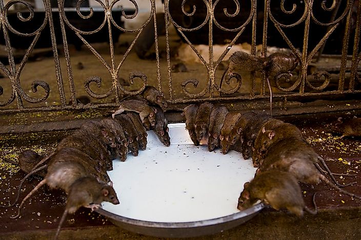 #2 Black Rats, White Rats, and Kabbas