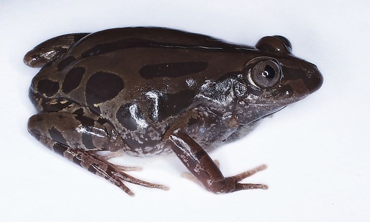 Amphibians Of The Democratic Republic Of The Congo