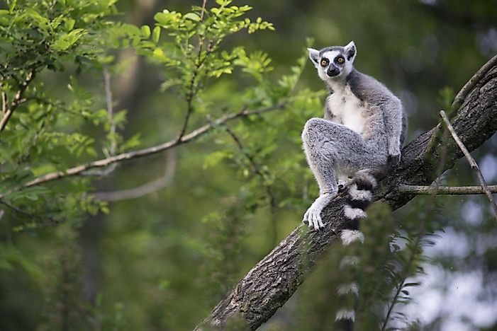 What Is Madagascar Most Famous For?