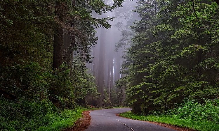 #10 Redwood National and State Parks -