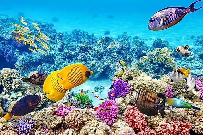Is The Great Barrier Reef Really Dead?
