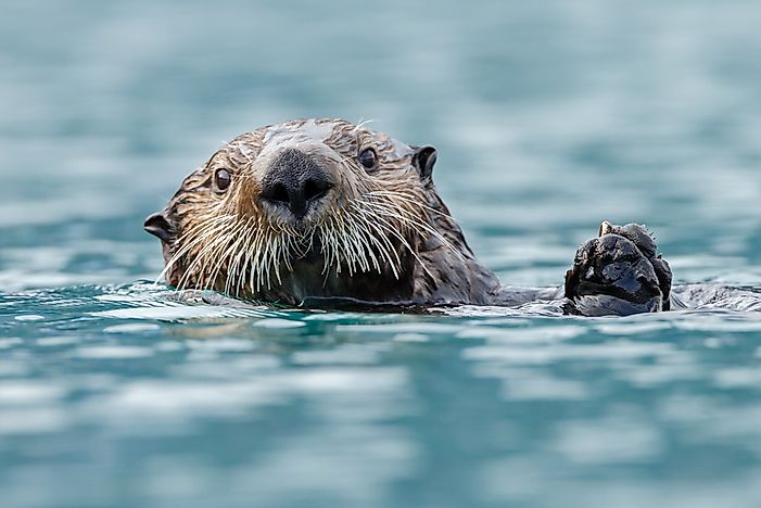 #3 Otter