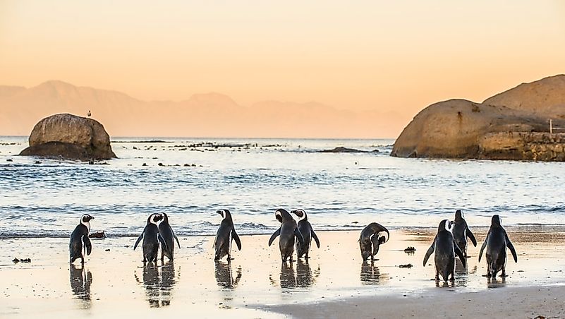 #3 Boulders Beach, South Africa