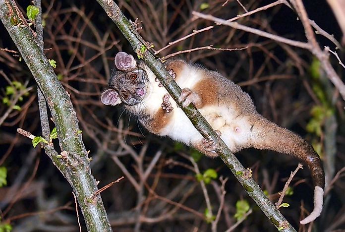 #2 Animals Living in Each Layer