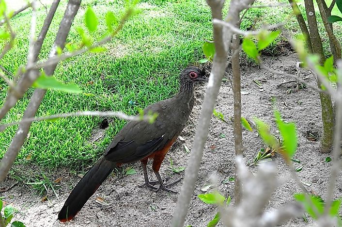 Native Birds Of Mexico