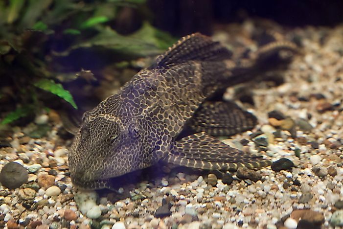 #1 Sailfin Catfish