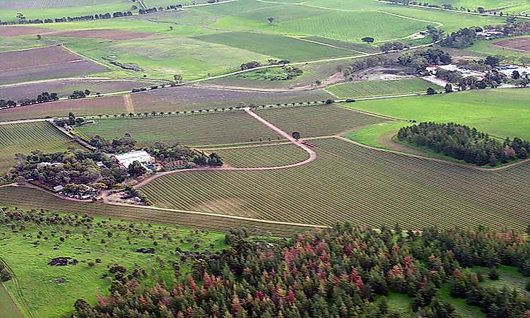 #5 South Australia -