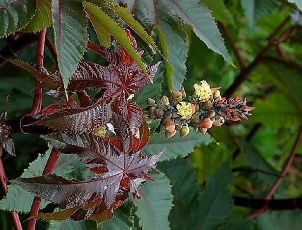 Deadliest Plants On Earth