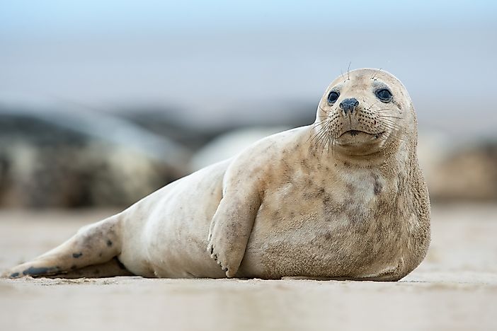 The Different Types of Seals - WorldAtlas.com
