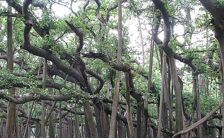 The Great Banyan Tree - Natural Wonders Of India