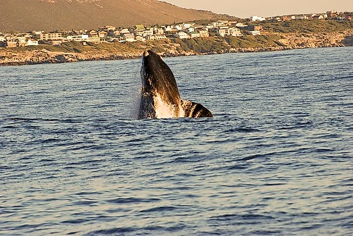 #7 Southern Right Whale
