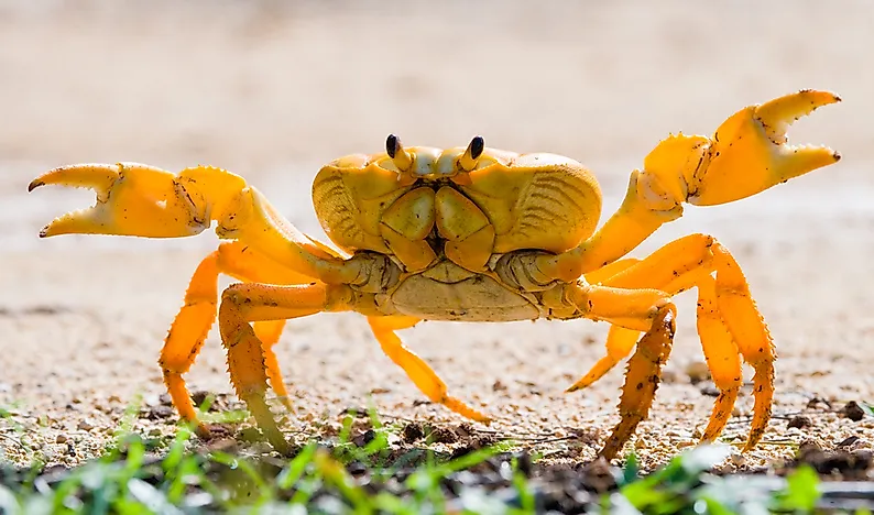 #9 Land Crab