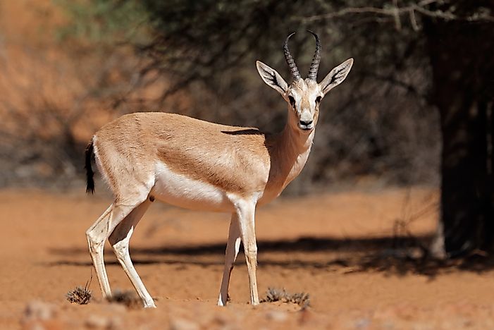 #4 Arabian Sand Gazelle