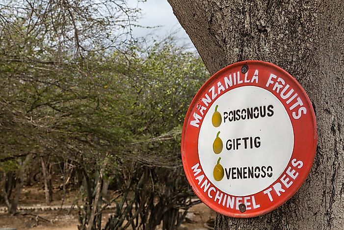 Which Is The Most Dangerous Tree In The World?