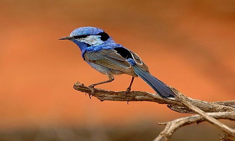 #8 Splendid Fairy Wren -
