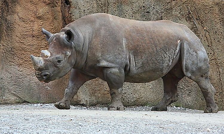 #5 Black Rhinoceros -