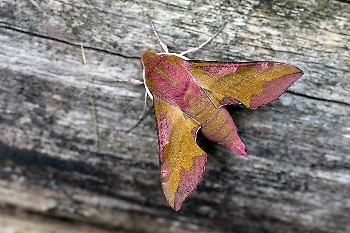 #14 Small Elephant Hawkmoth