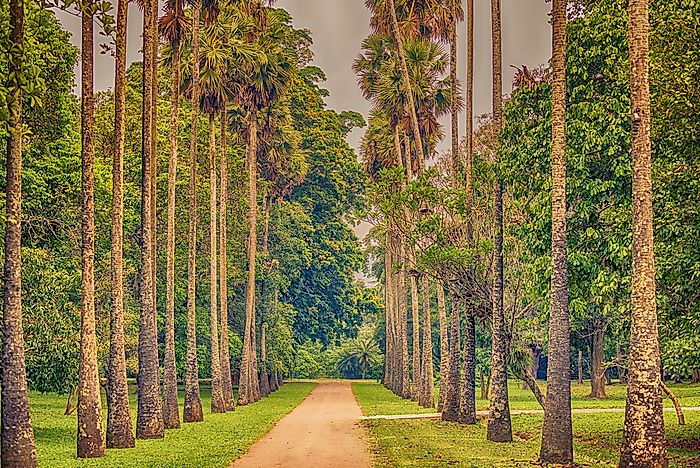 Palm Alley of the Royal Botanical Gardens. Palm Alley of the Royal Botanical Gardens.