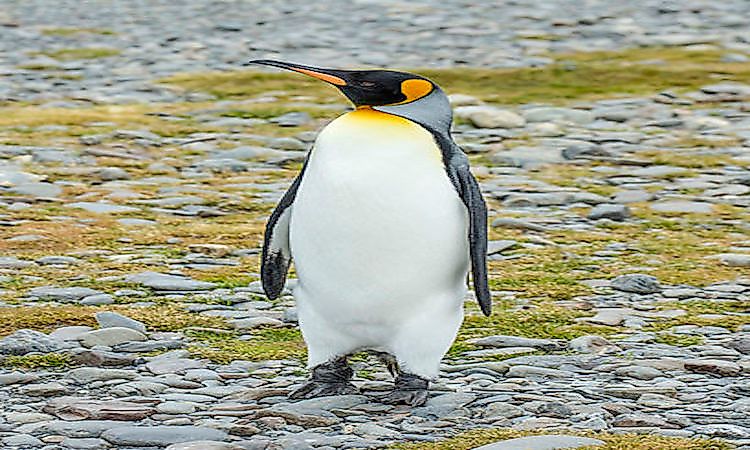 #5 King penguin -