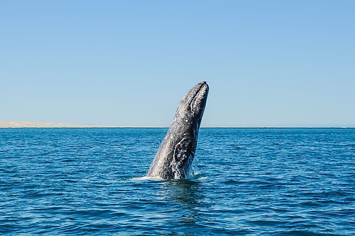 #1 Gray whale