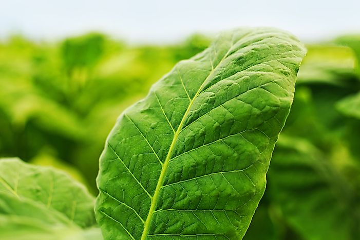 All about the Tobacco Industry