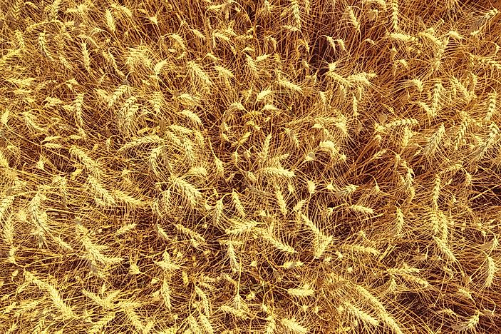 10 Worst Countries For Raising Cereal Grain Crops