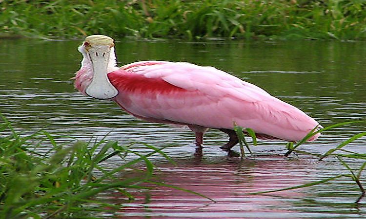 #1 Spoonbills -