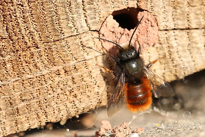 #3 Megachilidae