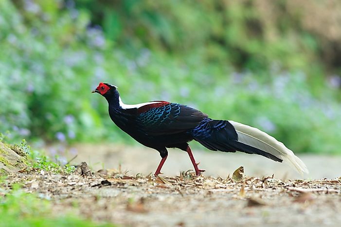 #2 Swinhoe's Pheasant