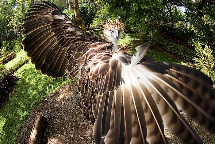 #4 Philippine Eagle-owl