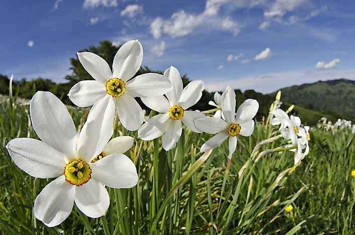 Narcissus poeticus. Narcissus poeticus.