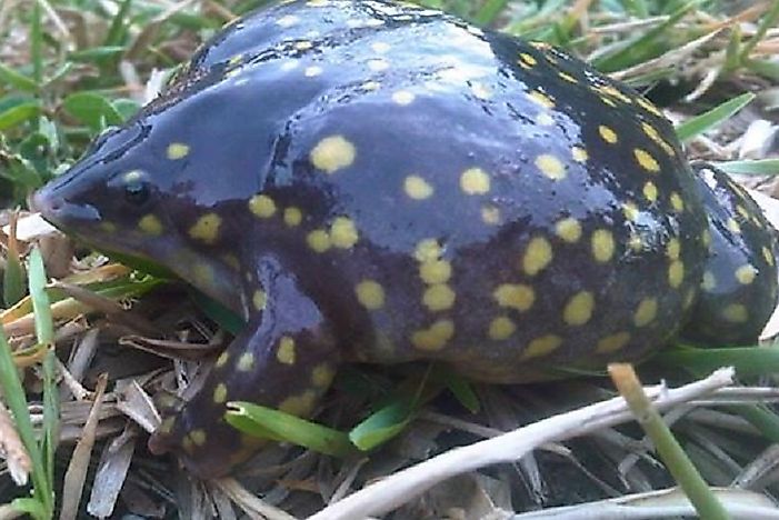 Amphibians Of South Africa