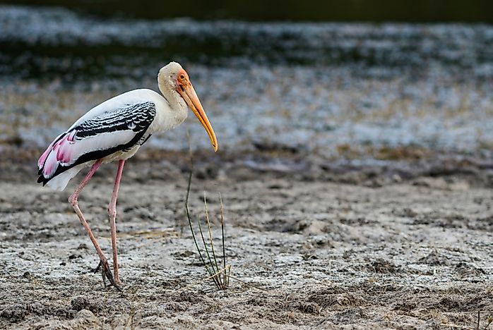 #17 Painted Stork
