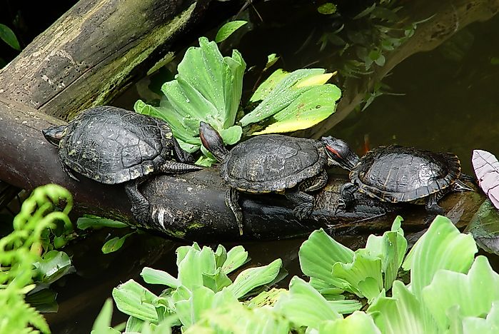 The Worst Invasive Amphibian and Reptile Species