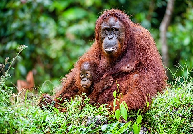 #2 Lower Kinabatangan-Segama Wetlands