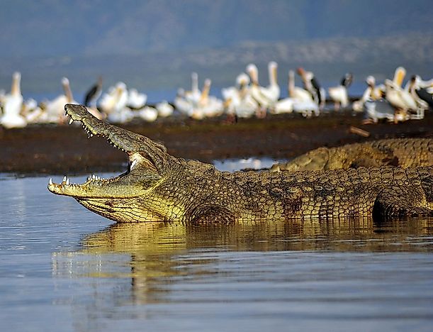 #3 Nile Crocodile
