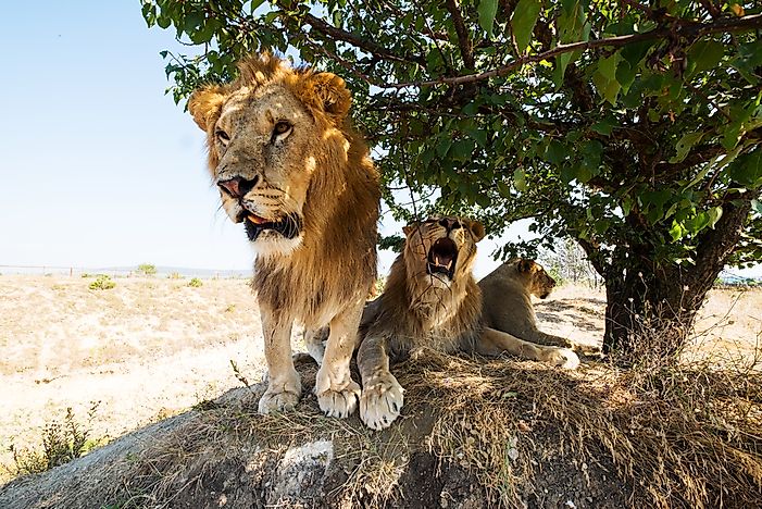 Lions can be found in Burkina Faso. Lions can be found in Burkina Faso.