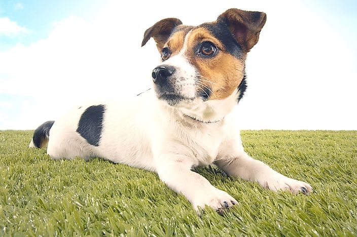 A jack russel terrier. A jack russel terrier.