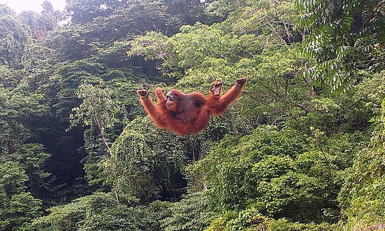 #4 Sumatran Orangutan