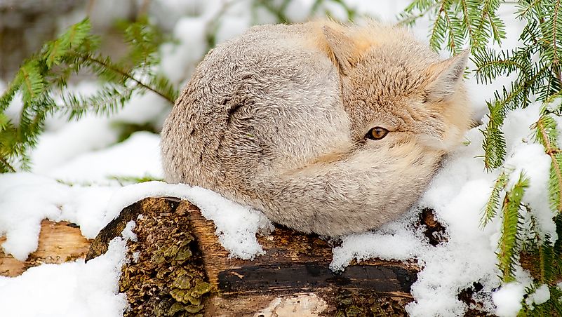 #5 Swift Fox