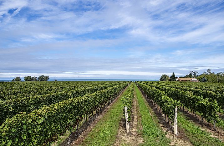A vineyard in Niagara-on-the-Lake, Ontario. A vineyard in Niagara-on-the-Lake, Ontario.